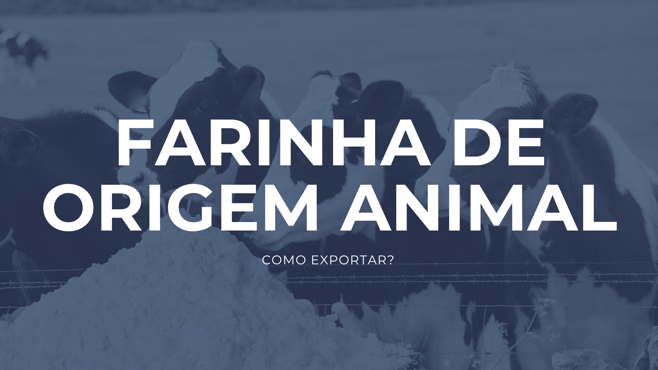 Imagem de bois e farinha processada, representando a produção de farinha de origem animal para exportação.